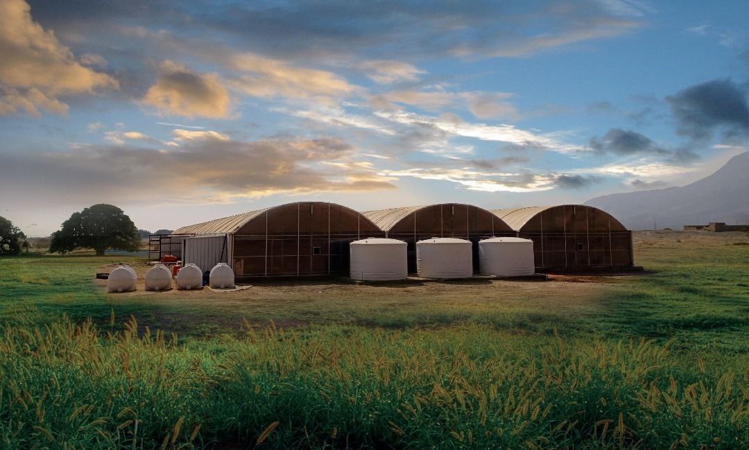 Casablanca Commercial Farm